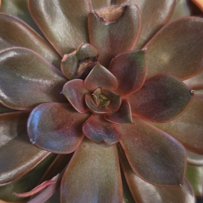 Photo of the plant species Echeveria 'Chroma' by @plantfinatic named Christa on Greg, the plant care app