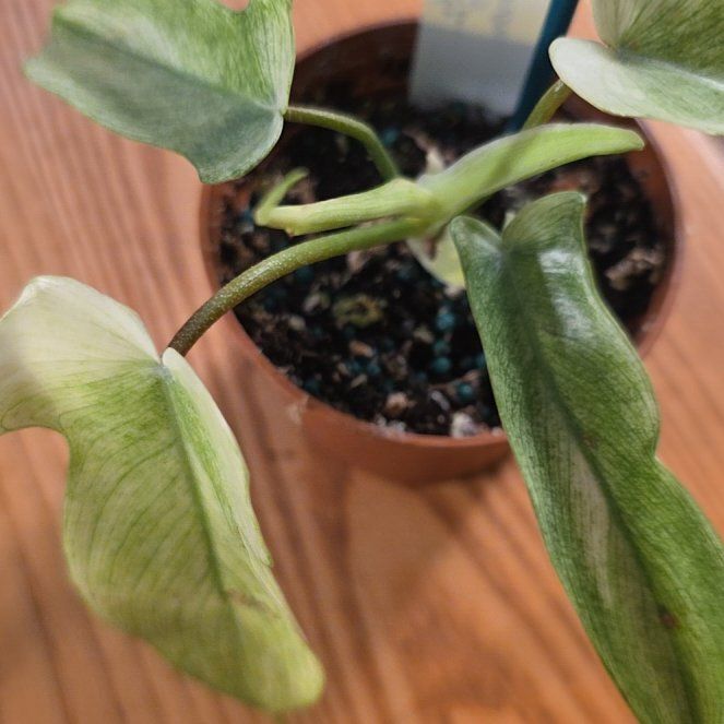Photo of the plant species Flordia Ghost by @plantfinatic named Ghost on Greg, the plant care app