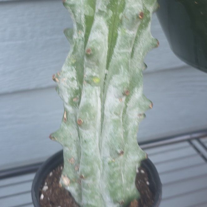 Photo of the plant species Boobie Cactus by @plantfinatic named Boobie on Greg, the plant care app