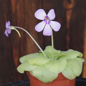 Photo of the plant species Tina Butterwort by @ProudlyOregano named Tina on Greg, the plant care app