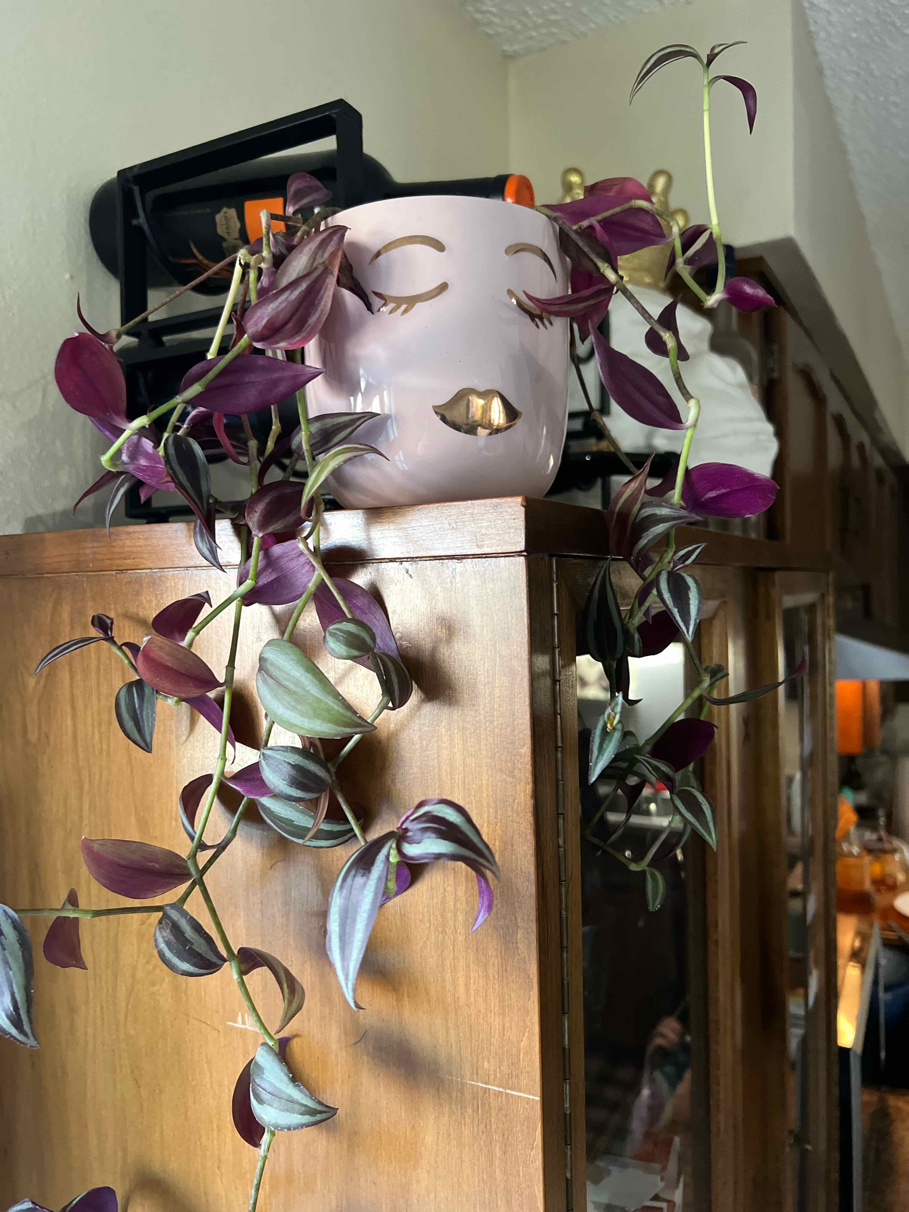 Photo of the plant species tradeseantia by @cwebb named Coco on Greg, the plant care app