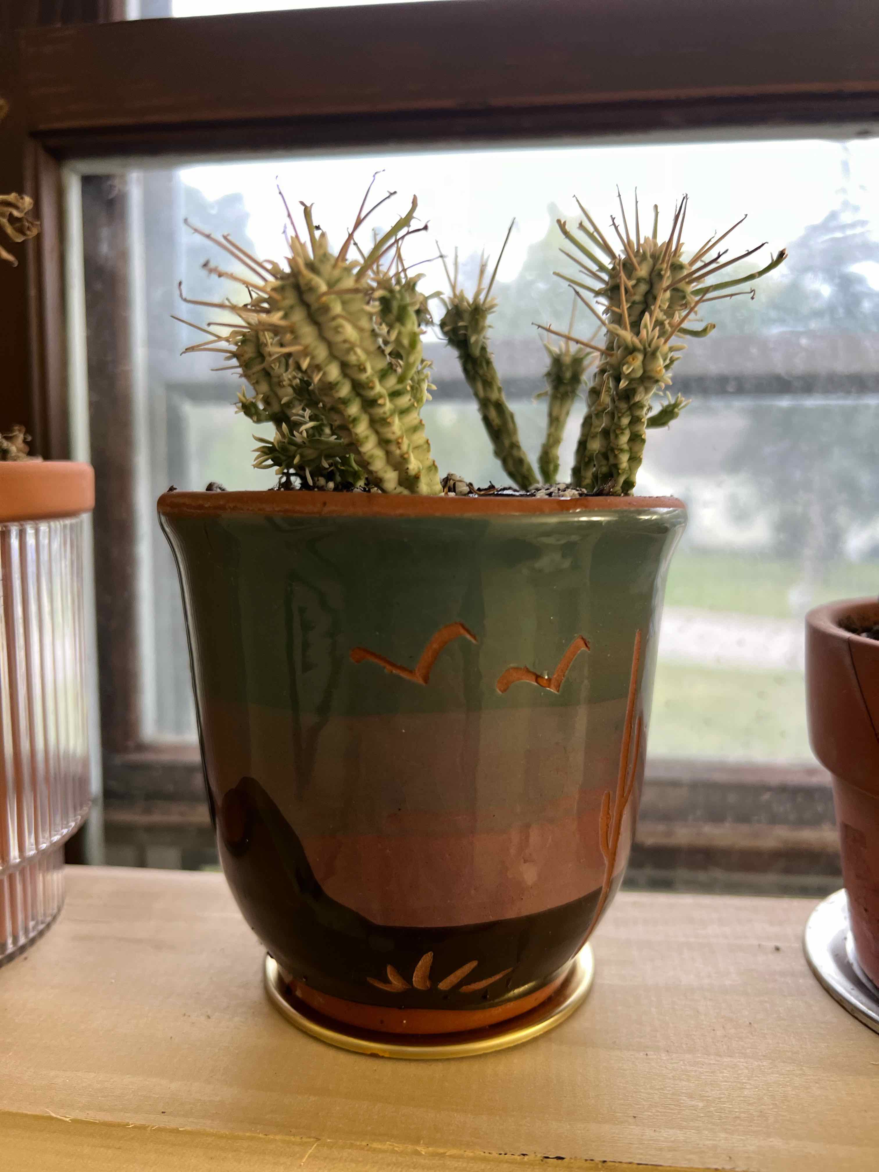 Photo of the plant species Corncob Cactus by @cwebb named Sonora on Greg, the plant care app