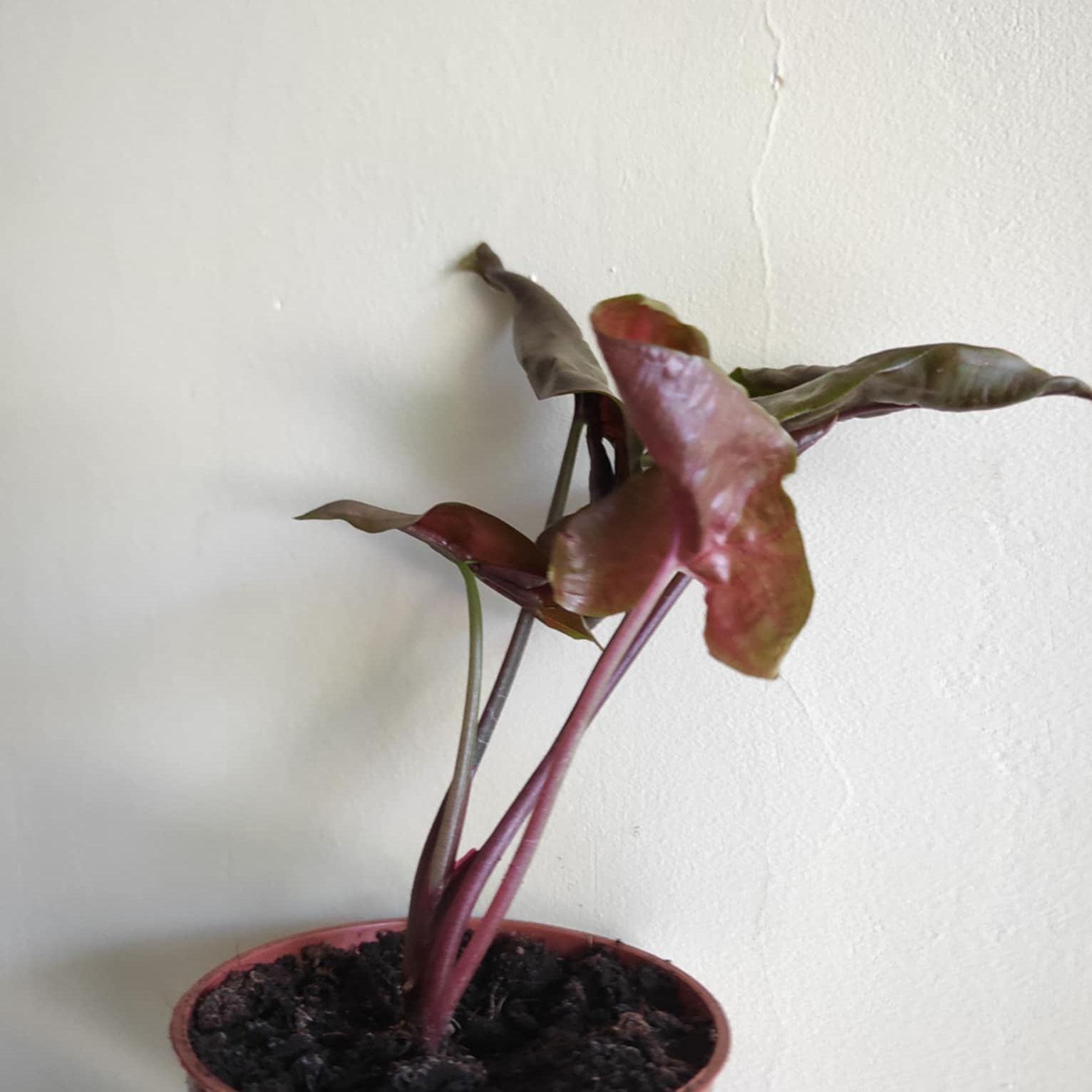 Photo of the plant species Dark Maria by @Candymoth named Beatrix on Greg, the plant care app