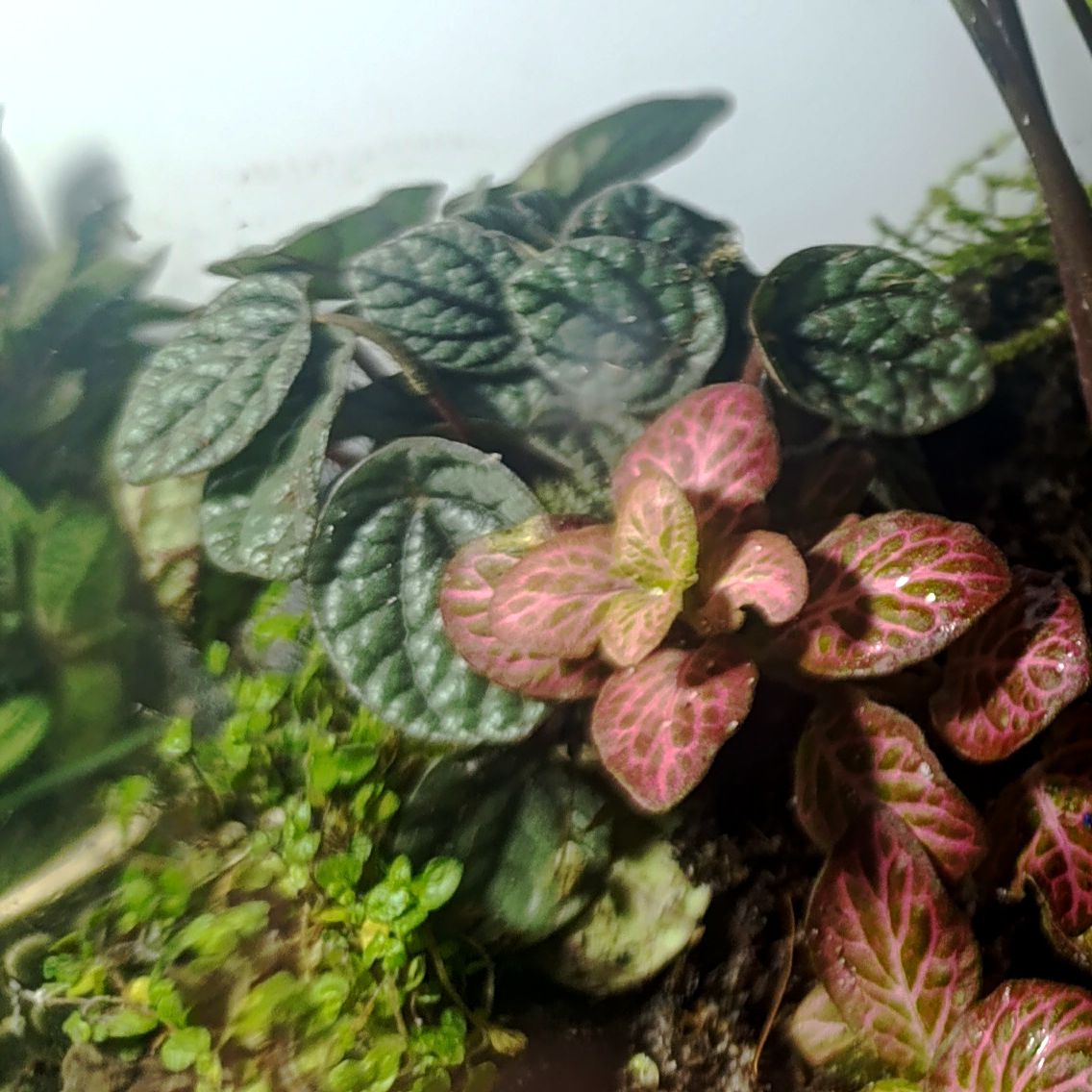 Photo of the plant species Peperomia 'Luna Grey' by @Candymoth named Grey on Greg, the plant care app
