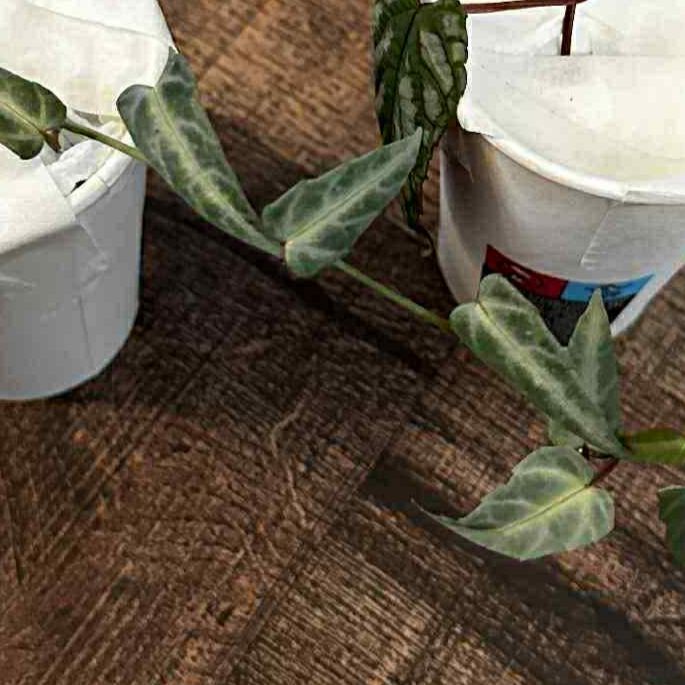 Photo of the plant species Jungle Vine by @Candymoth named Xeno on Greg, the plant care app