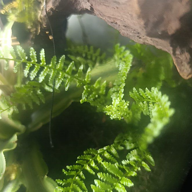 Photo of the plant species Brittle Bladder-Fern by @Candymoth named Nithin on Greg, the plant care app