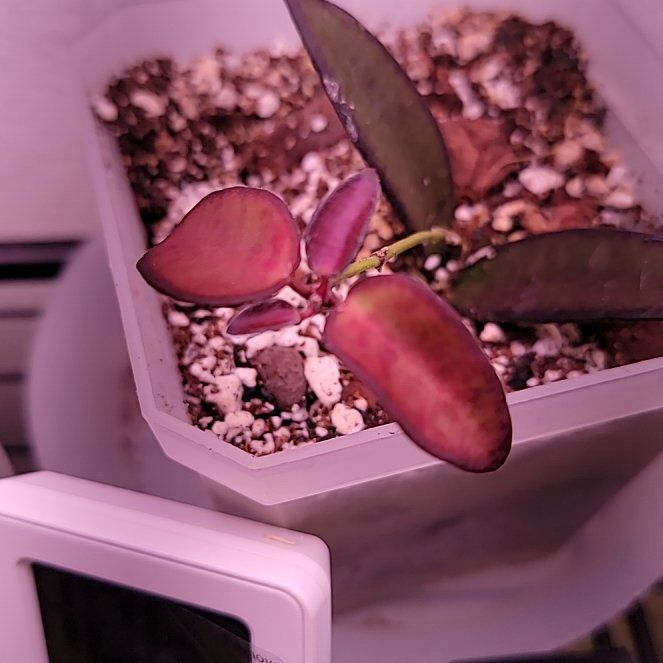 Photo of the plant species Hoya Rosarioae by @LifewithGreens named Delilah on Greg, the plant care app