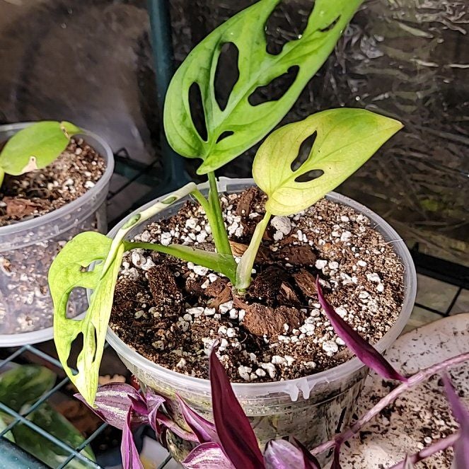 Photo of the plant species Archipelago Swiss Cheese Plant by @LifewithGreens named Mando on Greg, the plant care app