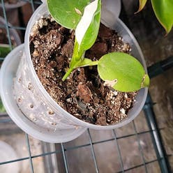 Philodendron 'White Princess' plant