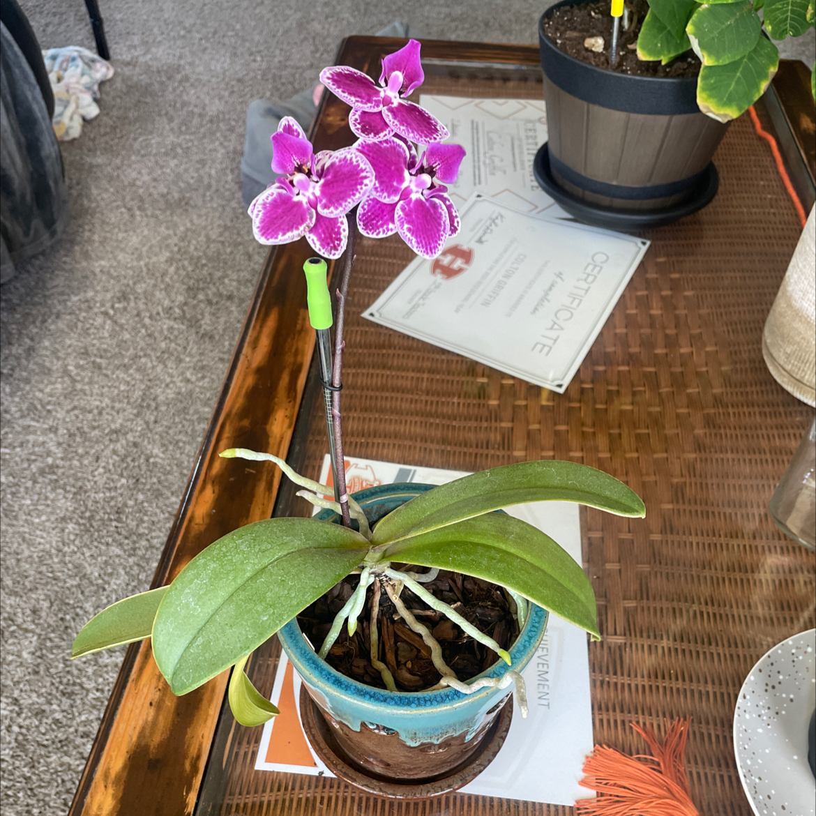 Photo of the plant species Harlequin Orchid by @BlushingHippie named Hermione on Greg, the plant care app