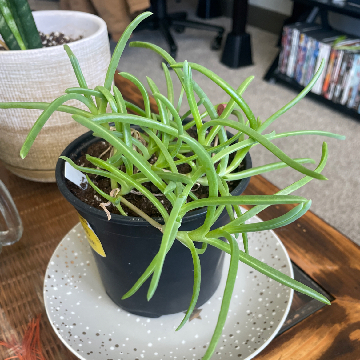 Photo of the plant species Jewel of Desert Rosequartz Ice Plant by @BlushingHippie named Albis on Greg, the plant care app