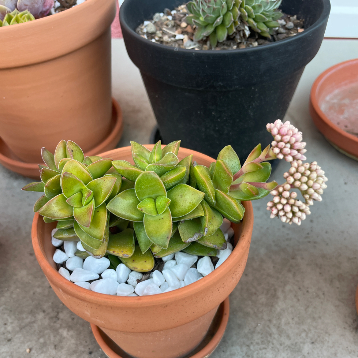 Crassula 'Springtime' plant in a terracotta pot with white pebbles, flowering with pinkish-white clusters.