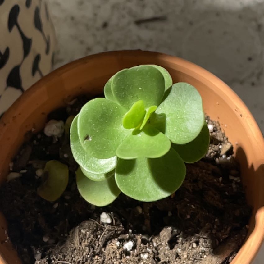 A healthy 'Ihi succulent plant in a terracotta pot with visible soil.