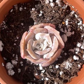 Photo of the plant species Snow Angel by @MatureApple named Bodhi on Greg, the plant care app