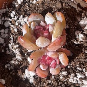 Photo of the plant species Snow angel Sugar Heart by @MatureApple named Ulysses S Plant on Greg, the plant care app