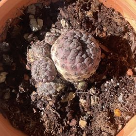 Photo of the plant species Sulcorebutia by @MatureApple named Fernie Mercury on Greg, the plant care app