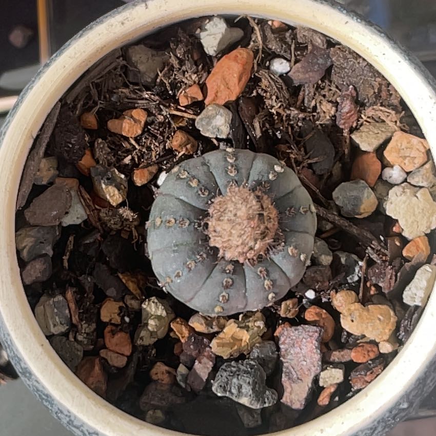 Photo of the plant species Pumpkin Shell Cactus by @MatureApple named Surya on Greg, the plant care app
