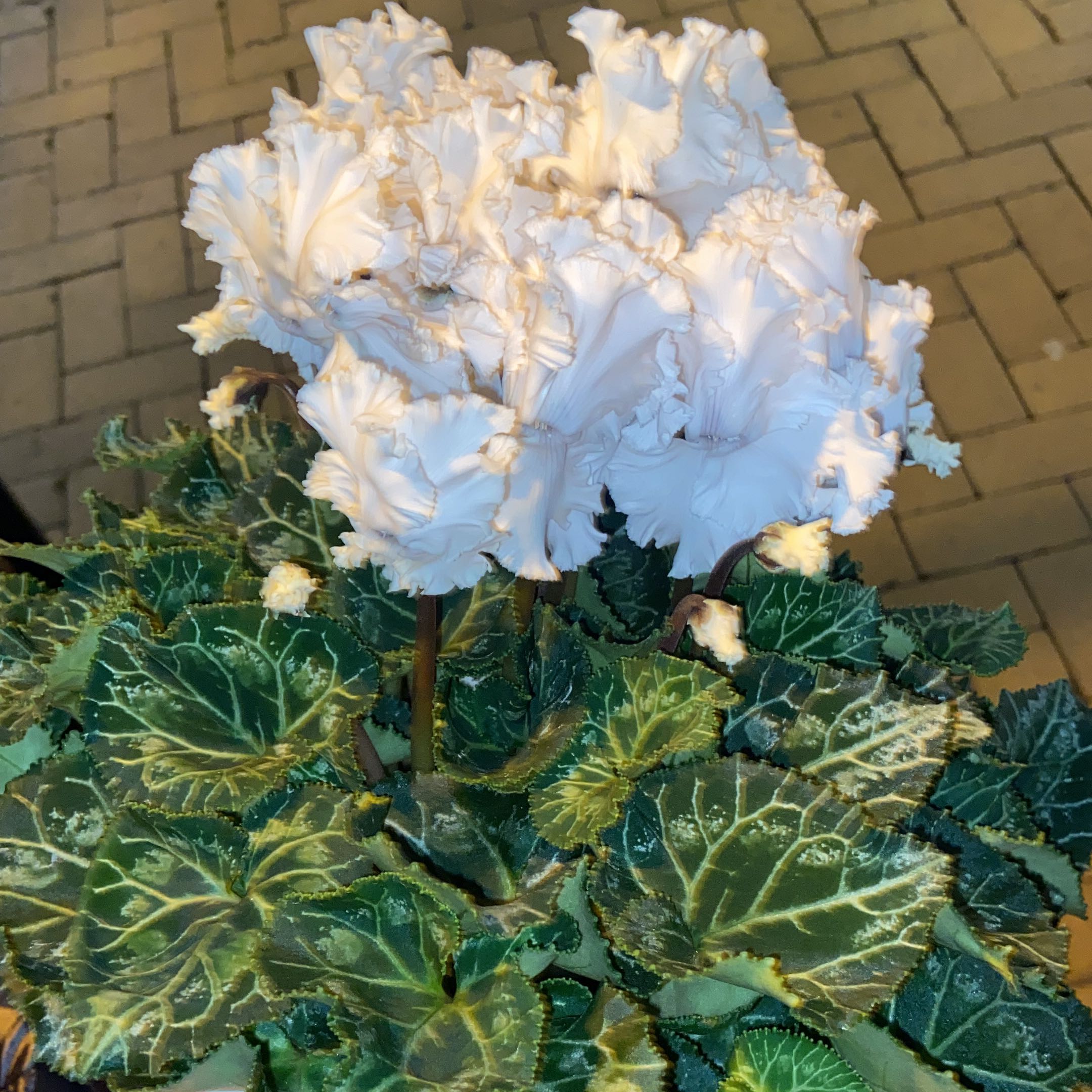 Photo of the plant species Cyclamen 'Friller White' by @TeaHod named Gregarious on Greg, the plant care app
