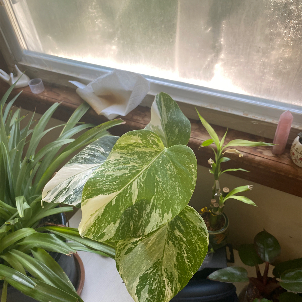 Variegated Monstera plant with white and green leaves near a window.