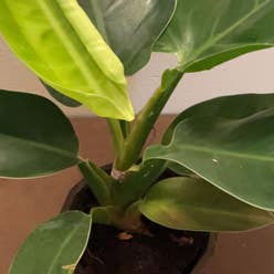 Blushing Philodendron plant
