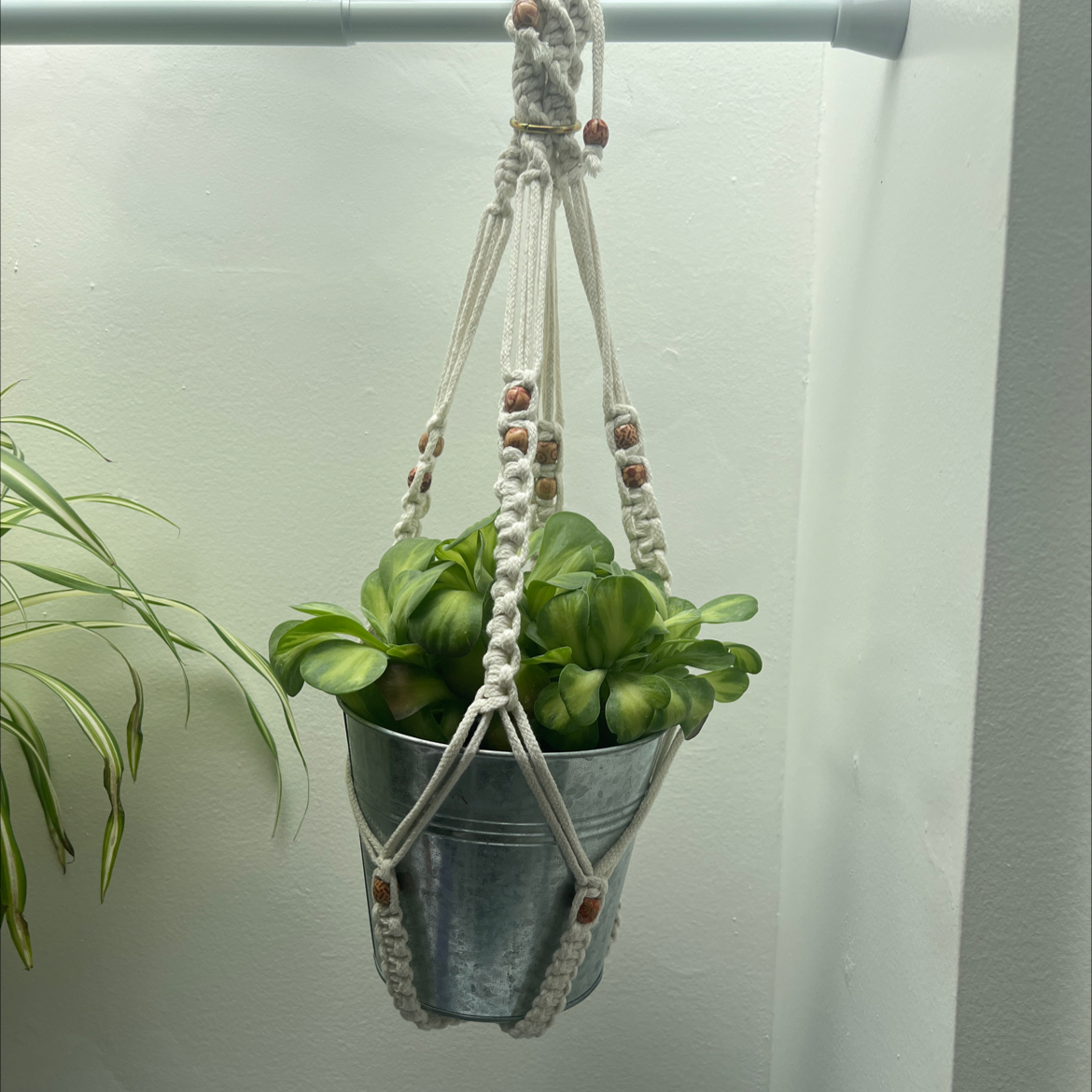 Photo of the plant species Crested Variegated Flapjacks by @BabySugarcane named Orlando Bloom on Greg, the plant care app