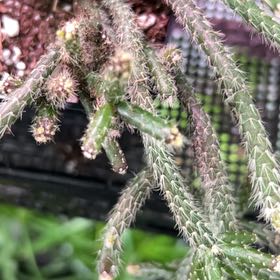 Photo of the plant species Deerhorn Cholla by @PrimeBaywillow named Ronaldo on Greg, the plant care app