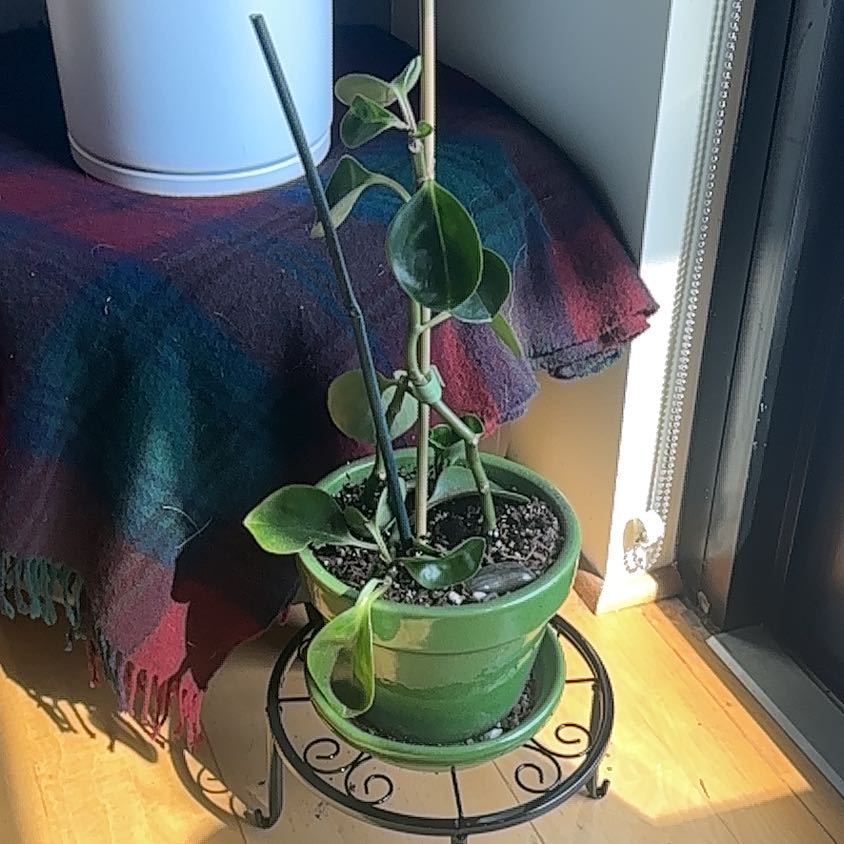 Photo of the plant species Pepperomia by @ChampLukasikii named Nithin on Greg, the plant care app