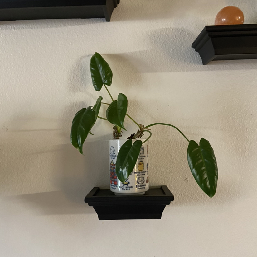 Burle Marx plant in a container on a small shelf with healthy green leaves.