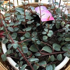 Photo of the plant species Peperomia verticillata 'Red Twist' by @WittyCatnip named Sol on Greg, the plant care app