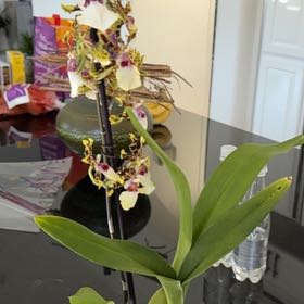 Photo of the plant species Turtle Shell Orchid by @TotallyRiberry named Bella on Greg, the plant care app