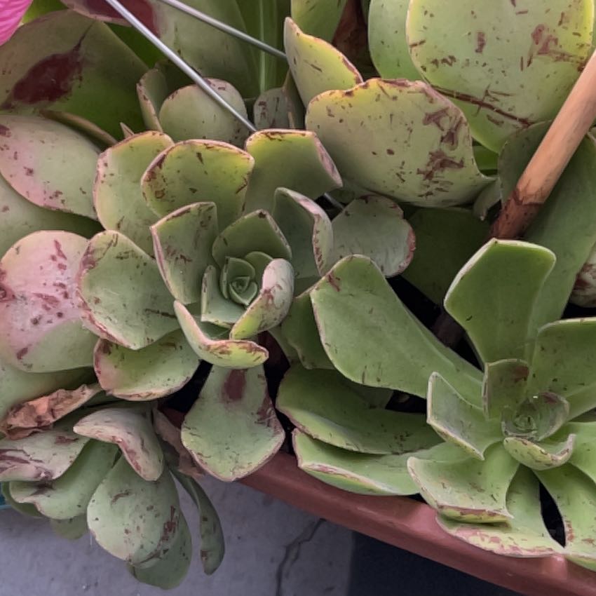 Chalk Dudleya succulent with brown spots on leaves in a pot.