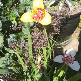 Photo of the plant species Tiger Flower by @QuaintAposeris named Keanu Leaves on Greg, the plant care app