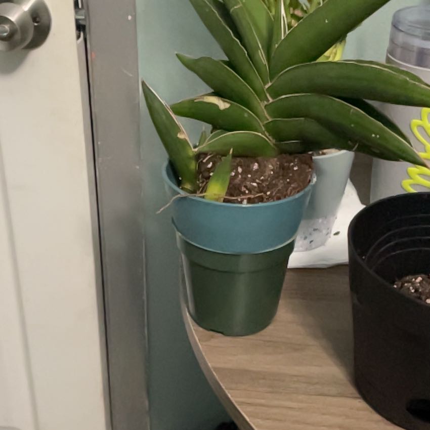 Photo of the plant species Sansevieria 'Samurai' by @TycoonAnchistea named Bella on Greg, the plant care app