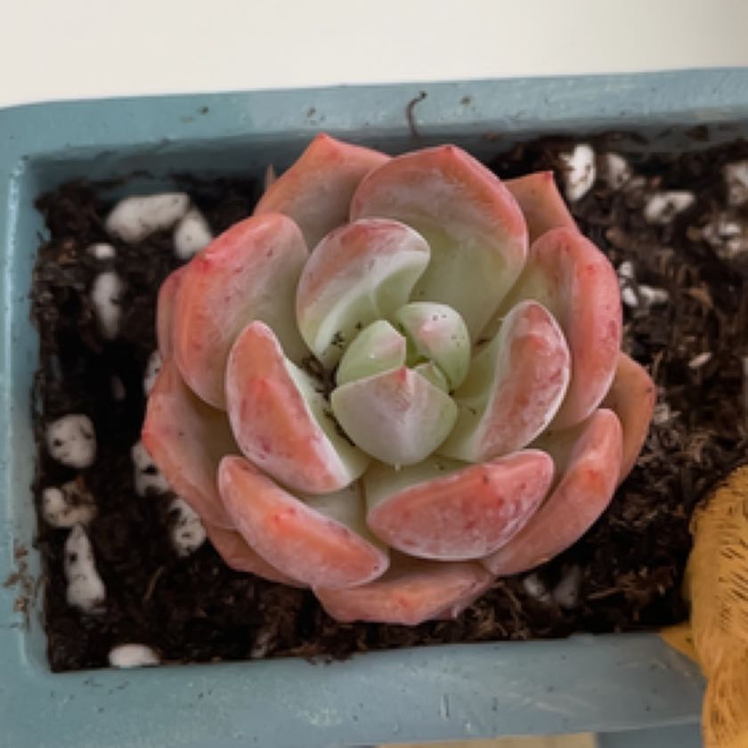 Photo of the plant species Snow Angel by @MightySkypilot named Cleopatra on Greg, the plant care app