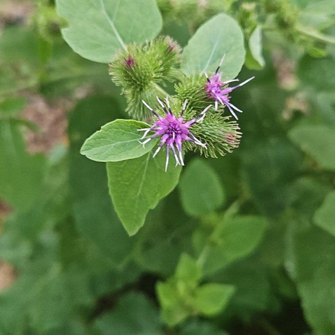Photo of the plant species Arctium Minus by @BuffGrandfir named Beyonce on Greg, the plant care app