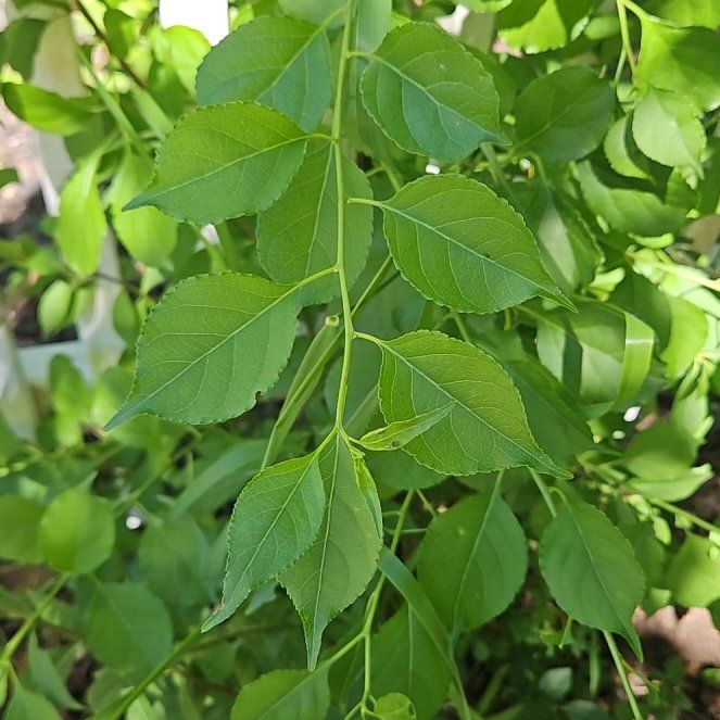 Photo of the plant species Asian Bittersweet by @BuffGrandfir named Doja Cat on Greg, the plant care app