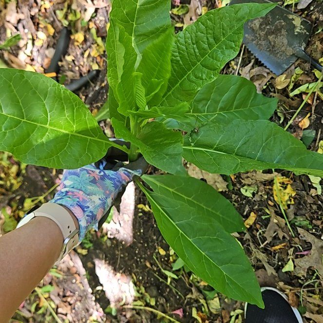 Photo of the plant species American Pokeweed by @BuffGrandfir named Kylie on Greg, the plant care app