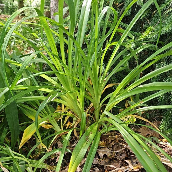 Photo of the plant species Onion Weed by @BuffGrandfir named Prince on Greg, the plant care app
