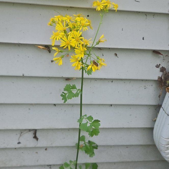 Photo of the plant species Butterweed by @BuffGrandfir named Darwin on Greg, the plant care app