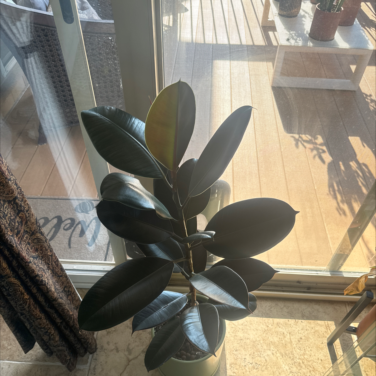 Photo of the plant species Rubber Plant 'Abidjan' by @Jungalow named Gaga on Greg, the plant care app