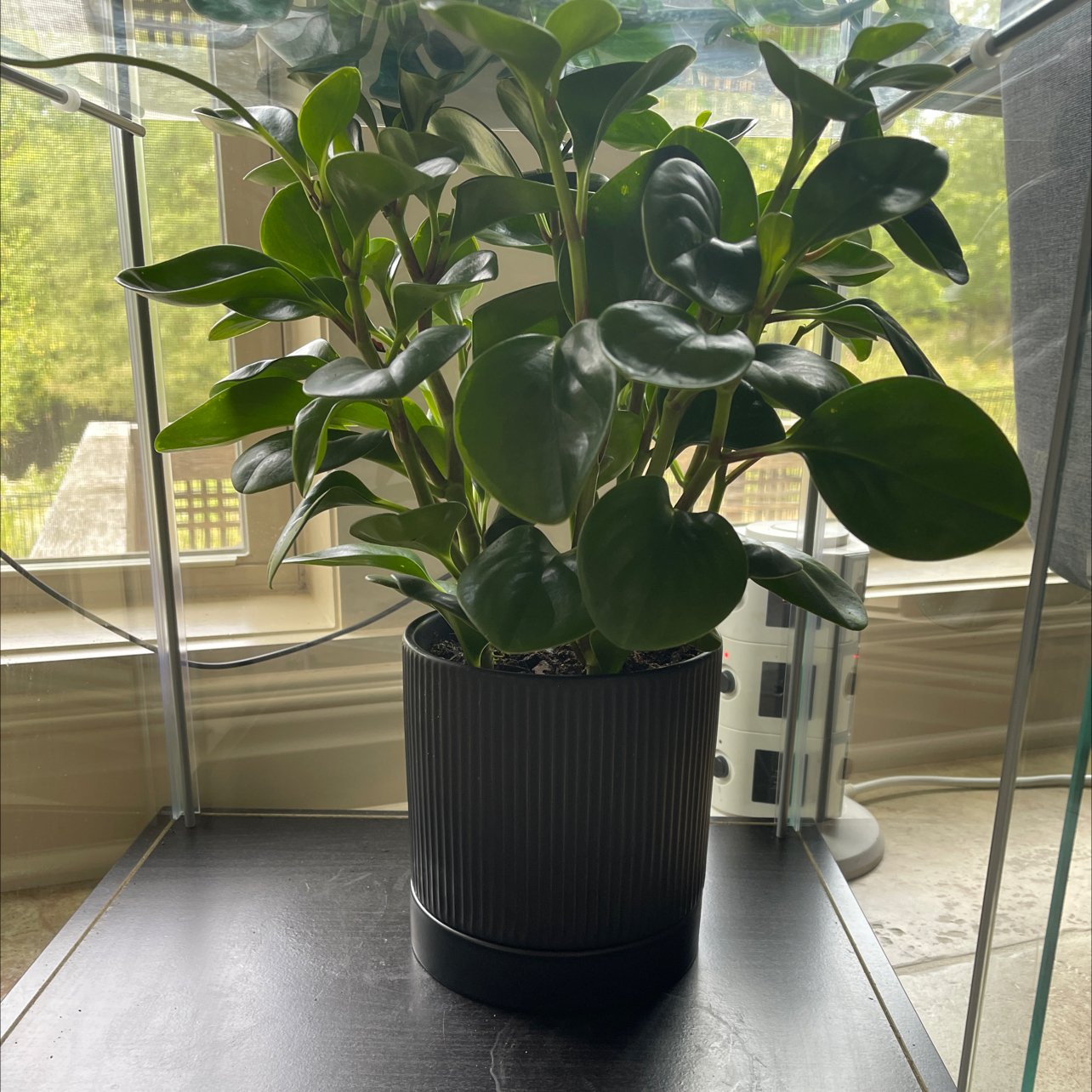 Lemon Lime Peperomia plant in a black pot with vibrant green leaves.