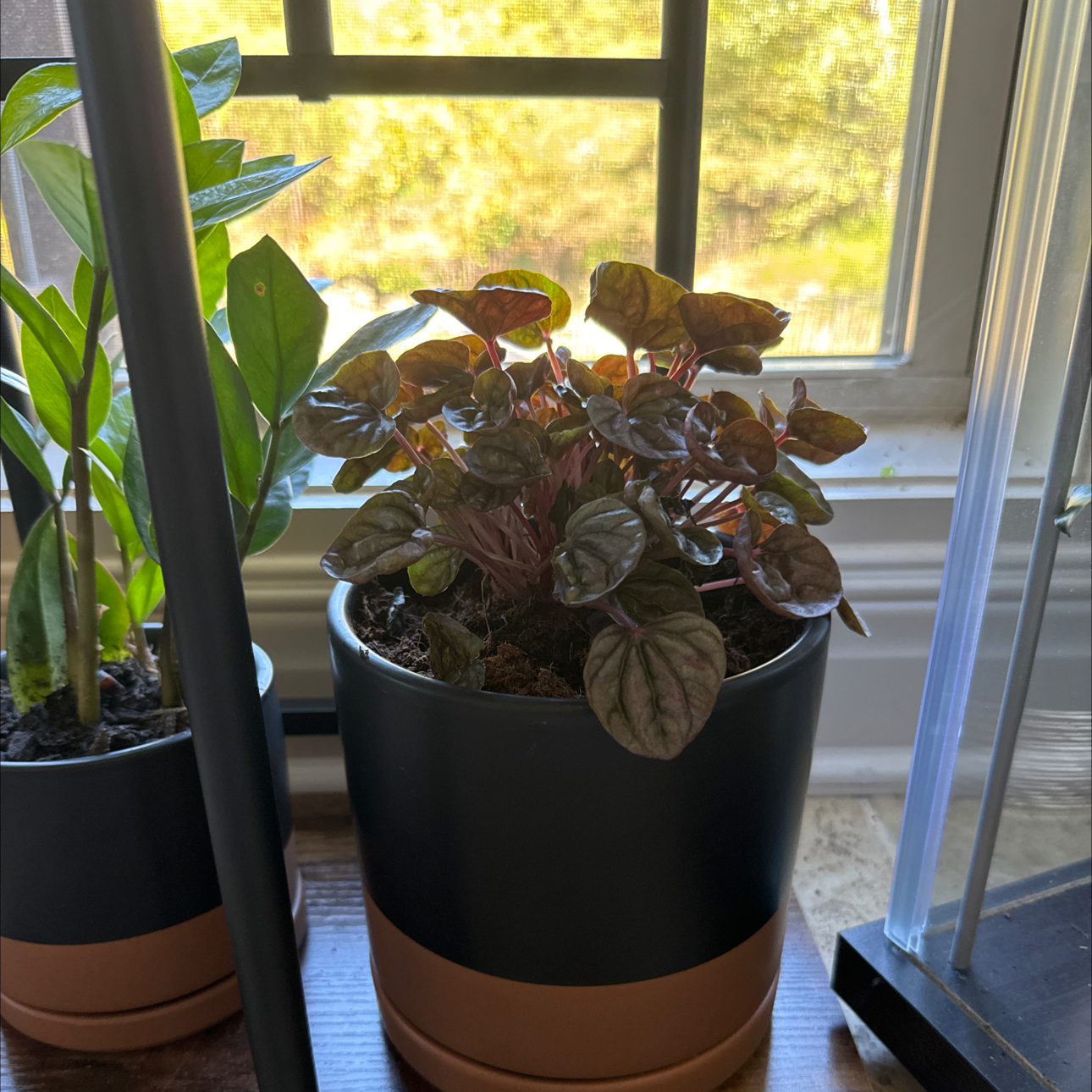 Schumi Red Peperomia plant in a pot near a window with another plant in the background.