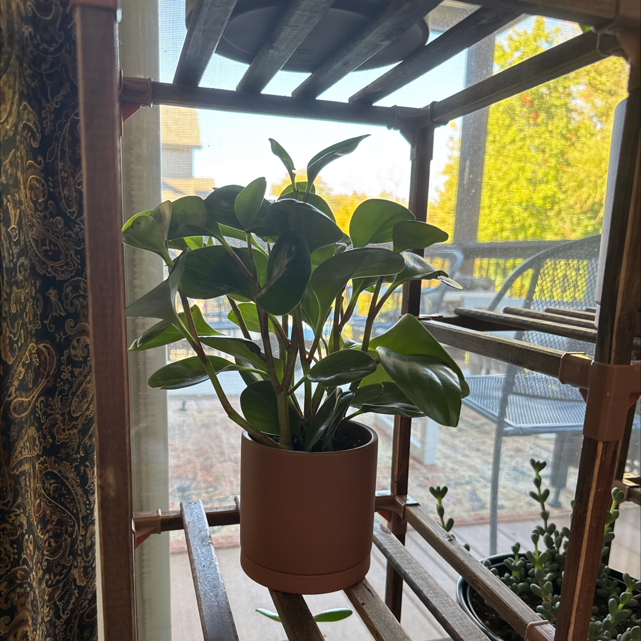 Peperomia Thailand plant in a pot on a wooden shelf near a window.
