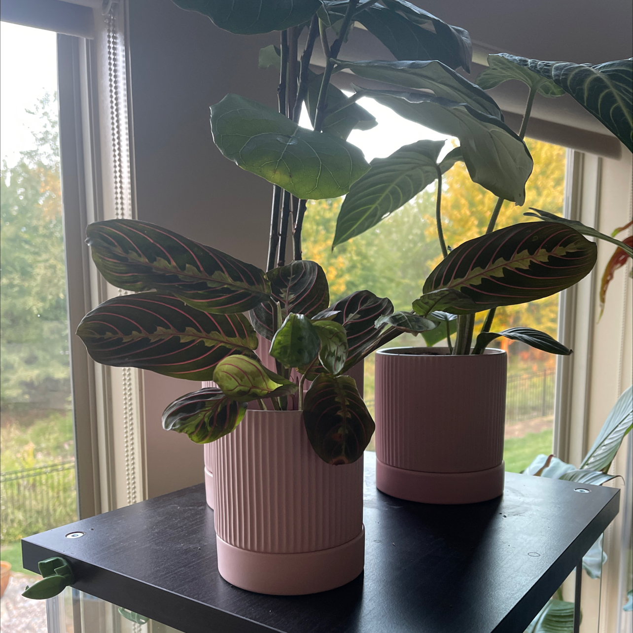 Prayer Plant in a pink pot on a shelf near a window, appearing healthy.