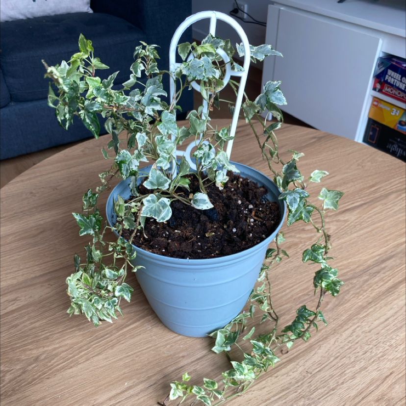 Photo of the plant species English Ivy 'White Wonder' by @emilyl13 named White Wonder on Greg, the plant care app