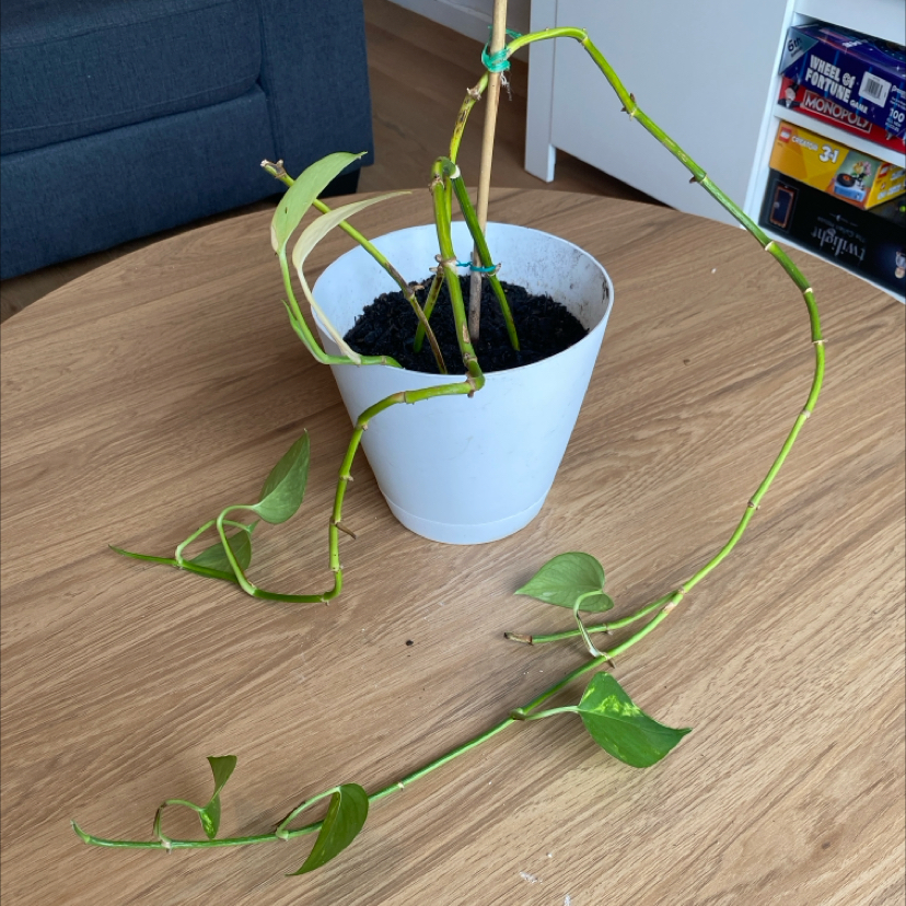 Pothos
