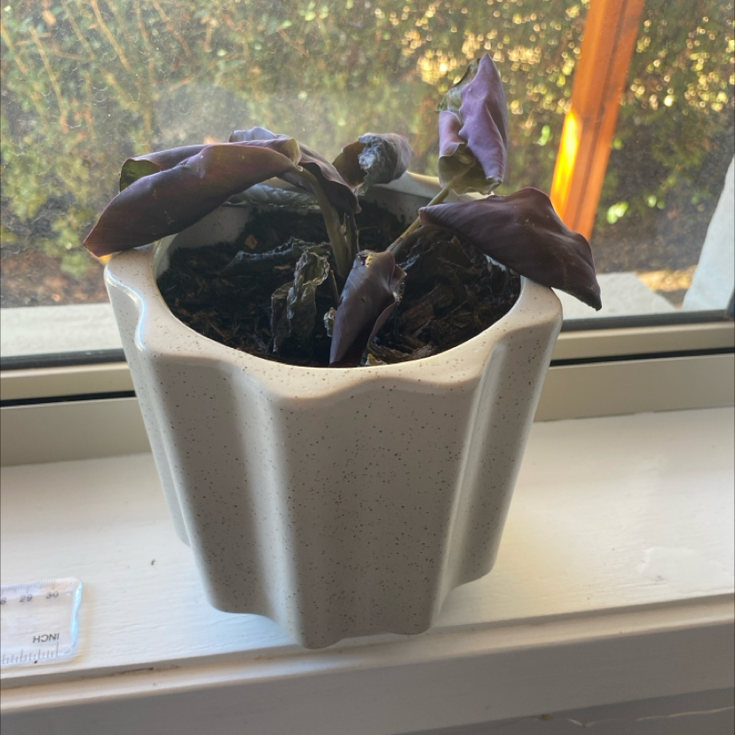 Photo of the plant species Calthea Red Mojo by @emilyl13 named Calathea Red Mojo on Greg, the plant care app