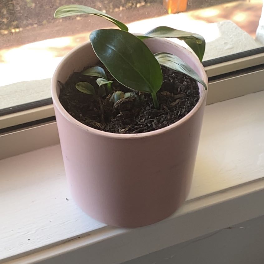 Potted Dragon Tail Plant on a windowsill with glossy green leaves.
