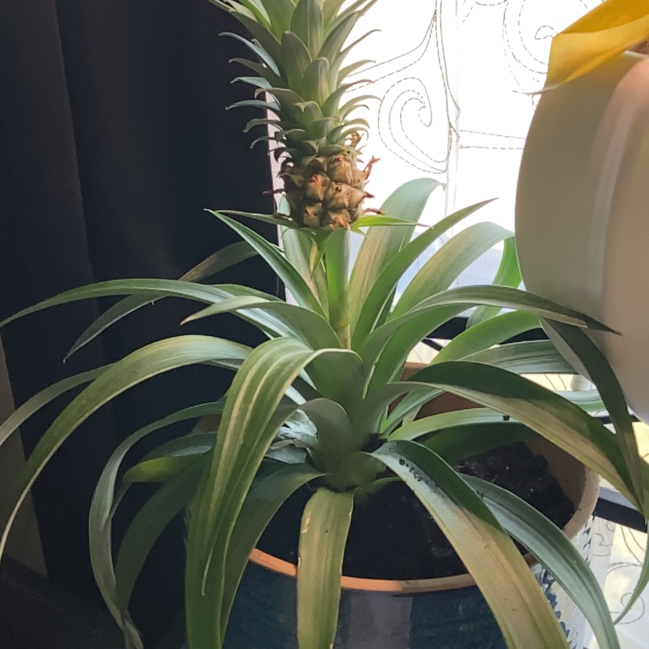 Photo of the plant species pineapple by @AvantgardeCat named Dionysus on Greg, the plant care app