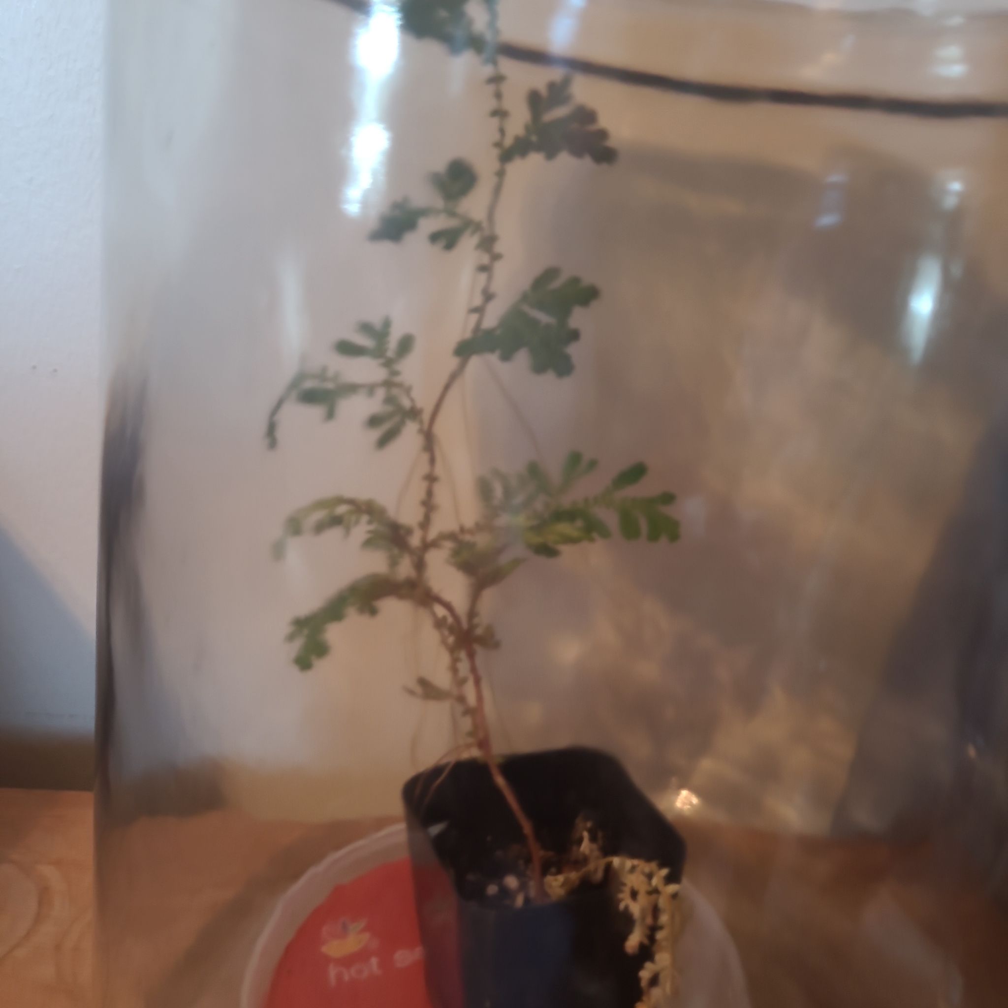 Photo of the plant species peacock fern by @pariahsgrit named Willdenowii on Greg, the plant care app